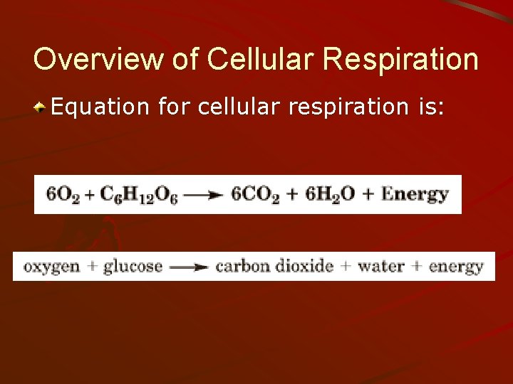 Overview of Cellular Respiration Equation for cellular respiration is: 