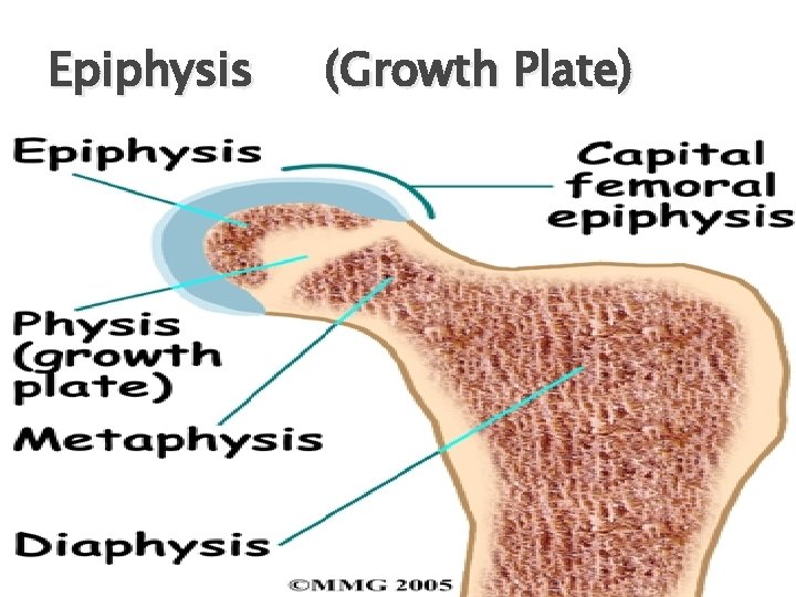 Epiphysis (Growth Plate) 