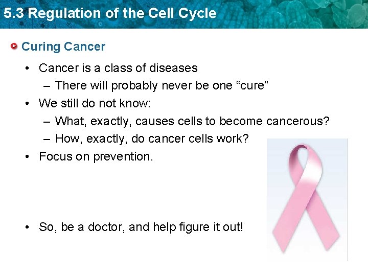 5. 3 Regulation of the Cell Cycle Curing Cancer • Cancer is a class