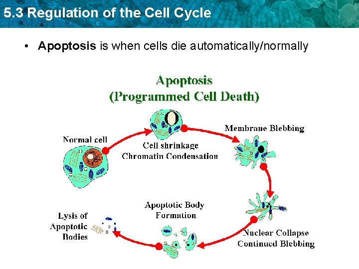 5. 3 Regulation of the Cell Cycle • Apoptosis is when cells die automatically/normally