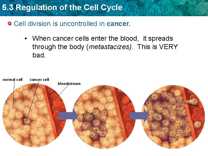 5. 3 Regulation of the Cell Cycle Cell division is uncontrolled in cancer. •