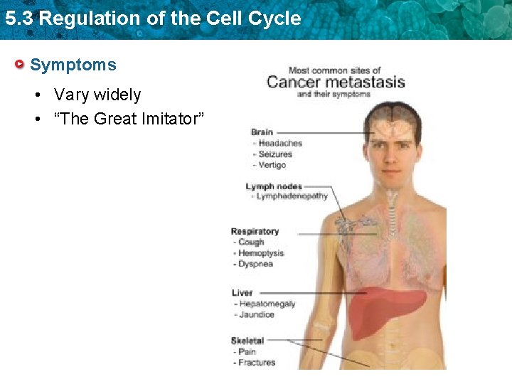 5. 3 Regulation of the Cell Cycle Symptoms • Vary widely • “The Great