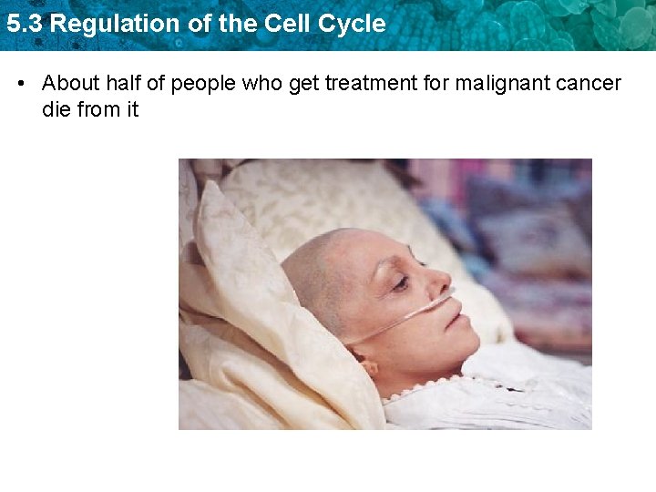 5. 3 Regulation of the Cell Cycle • About half of people who get