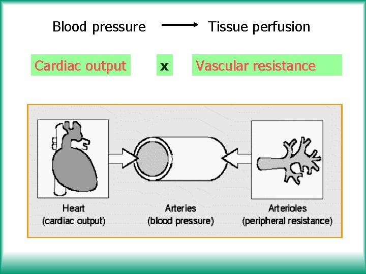 Blood pressure Cardiac output Tissue perfusion x Vascular resistance 