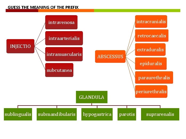 GUESS THE MEANING OF THE PREFIX intracranialis intravenosa retrocaecalis intraarterialis INJECTIO intramuscularis extraduralis ABSCESSUS