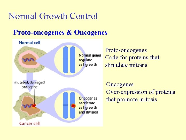 Normal Growth Control Proto-oncogenes & Oncogenes Proto-oncogenes Code for proteins that stimulate mitosis Oncogenes Normal Growth Control Proto-oncogenes & Oncogenes Proto-oncogenes Code for proteins that stimulate mitosis Oncogenes