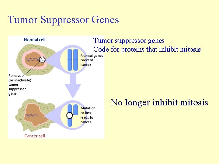 Tumor Suppressor Genes Tumor suppressor genes Code for proteins that inhibit mitosis No longer Tumor Suppressor Genes Tumor suppressor genes Code for proteins that inhibit mitosis No longer
