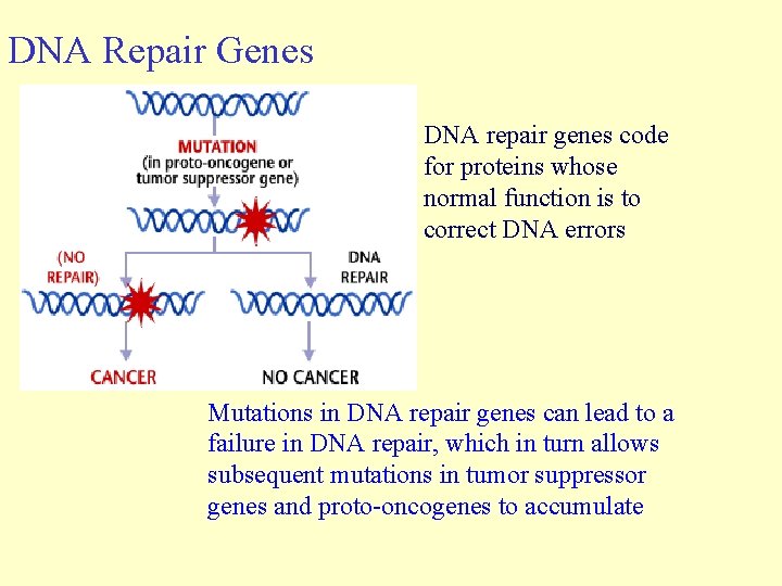 DNA Repair Genes DNA repair genes code for proteins whose normal function is to DNA Repair Genes DNA repair genes code for proteins whose normal function is to