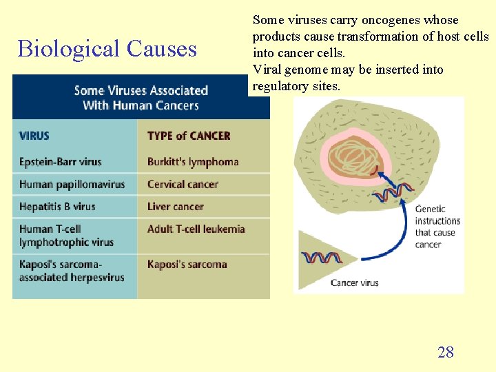 Biological Causes Some viruses carry oncogenes whose products cause transformation of host cells into Biological Causes Some viruses carry oncogenes whose products cause transformation of host cells into