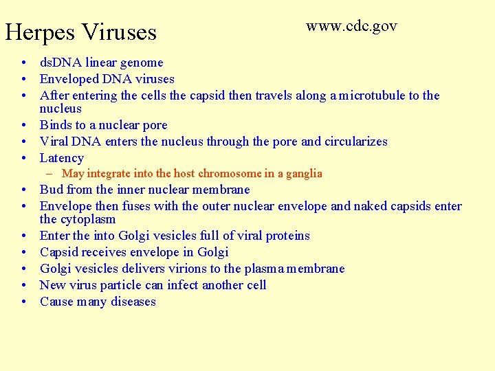 Herpes Viruses www. cdc. gov • ds. DNA linear genome • Enveloped DNA viruses Herpes Viruses www. cdc. gov • ds. DNA linear genome • Enveloped DNA viruses