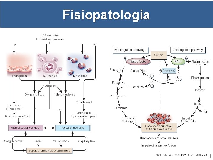 Fisiopatologia 
