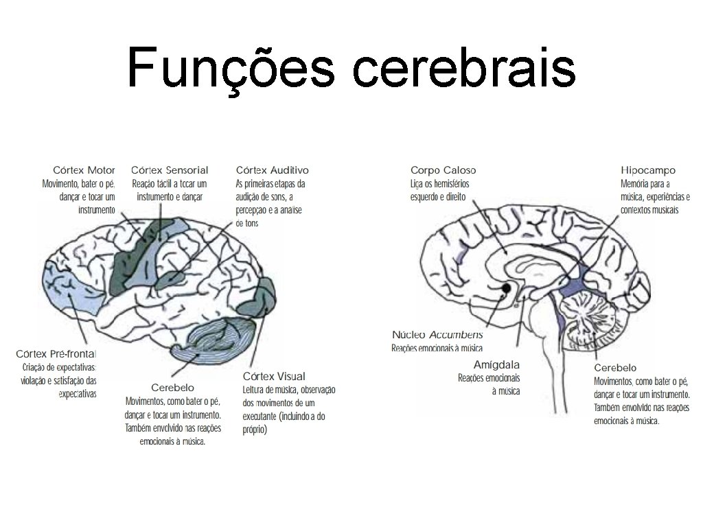 Funções cerebrais 