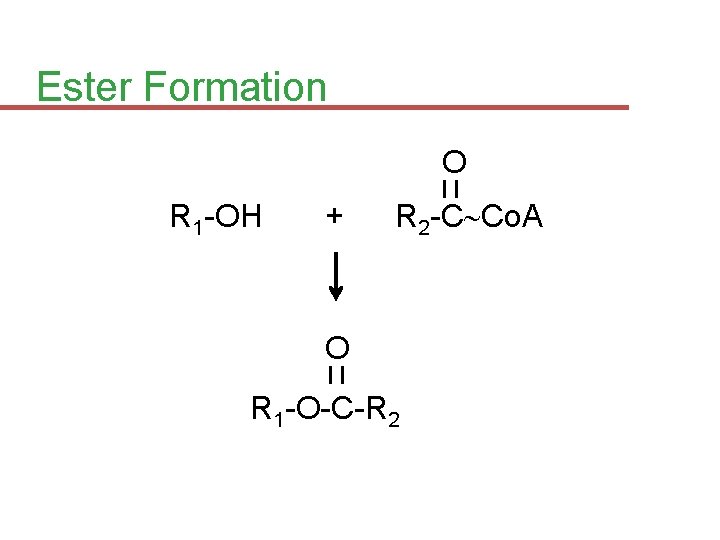 Ester Formation O R 1 -OH + R 2 -C Co. A O R