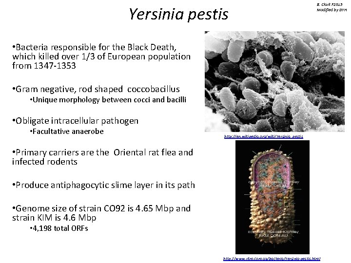 Yersinia pestis B. Clark F 2013 Modified by DYH • Bacteria responsible for the