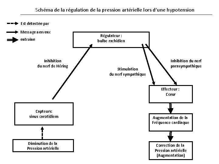  Schéma de la régulation de la pression artérielle lors d’une hypotension Est détectée