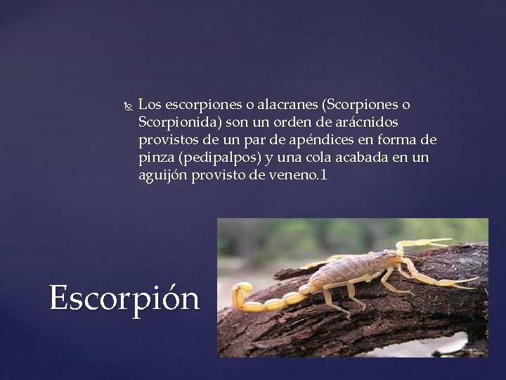  Los escorpiones o alacranes (Scorpiones o Scorpionida) son un orden de arácnidos provistos