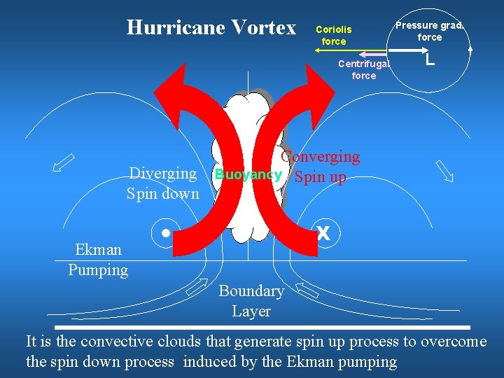 Hurricane Vortex Coriolis force Centrifugal force Diverging Spin down Pressure grad. force L Converging