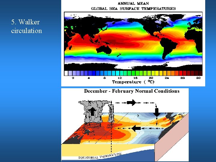 5. Walker circulation 