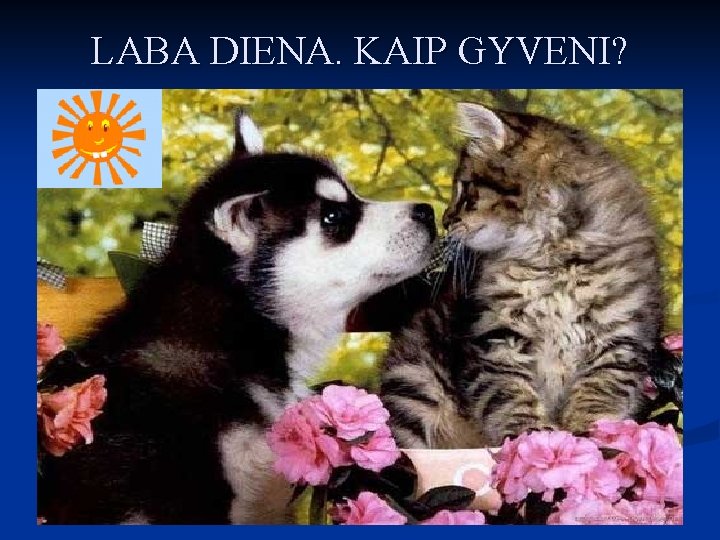 LABA DIENA. KAIP GYVENI? 