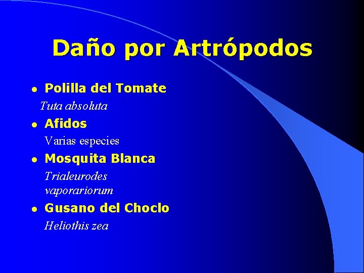 Daño por Artrópodos Polilla del Tomate Tuta absoluta l Afidos Varias especies l Mosquita