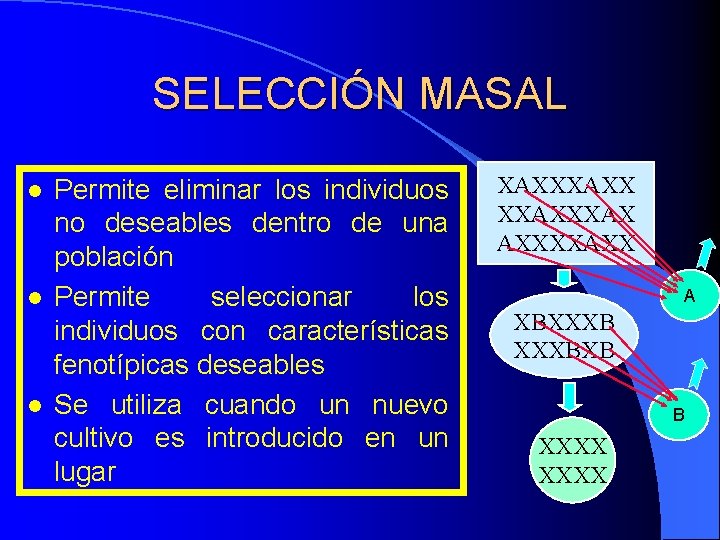 SELECCIÓN MASAL l l l Permite eliminar los individuos no deseables dentro de una