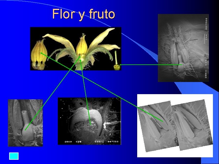 Flor y fruto 