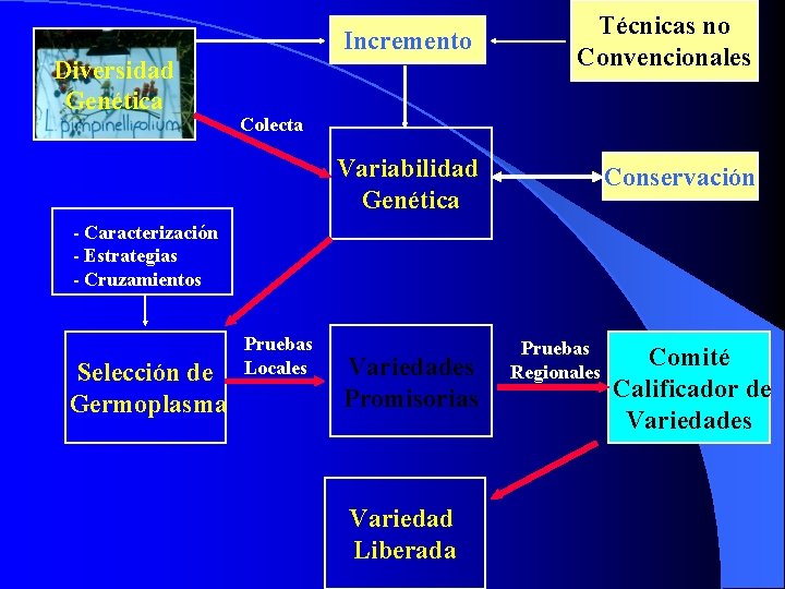 Diversidad Genética Incremento Técnicas no Convencionales Variabilidad Genética Conservación Colecta - Caracterización - Estrategias