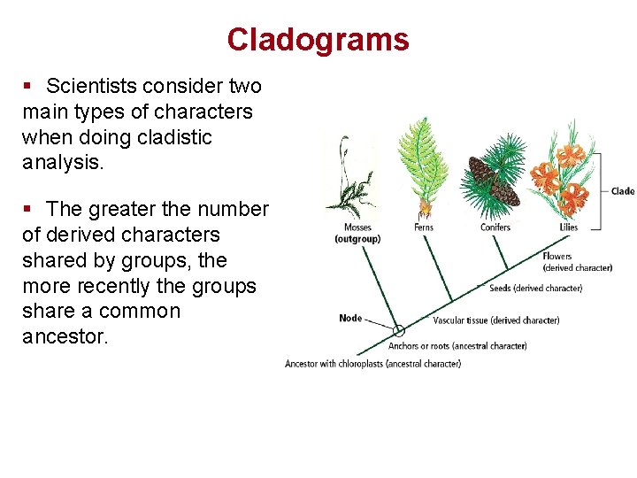 Cladograms § Scientists consider two main types of characters when doing cladistic analysis. §
