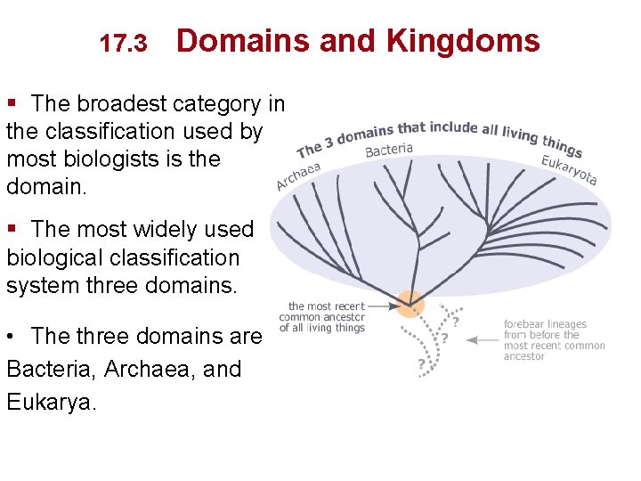 17. 3 Domains and Kingdoms § The broadest category in the classification used by