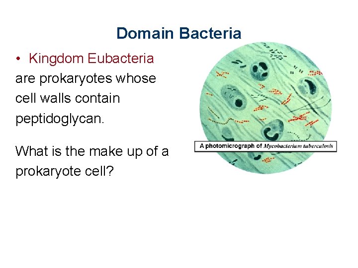 Domain Bacteria • Kingdom Eubacteria are prokaryotes whose cell walls contain peptidoglycan. What is