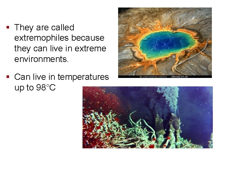 § They are called extremophiles because they can live in extreme environments. § Can
