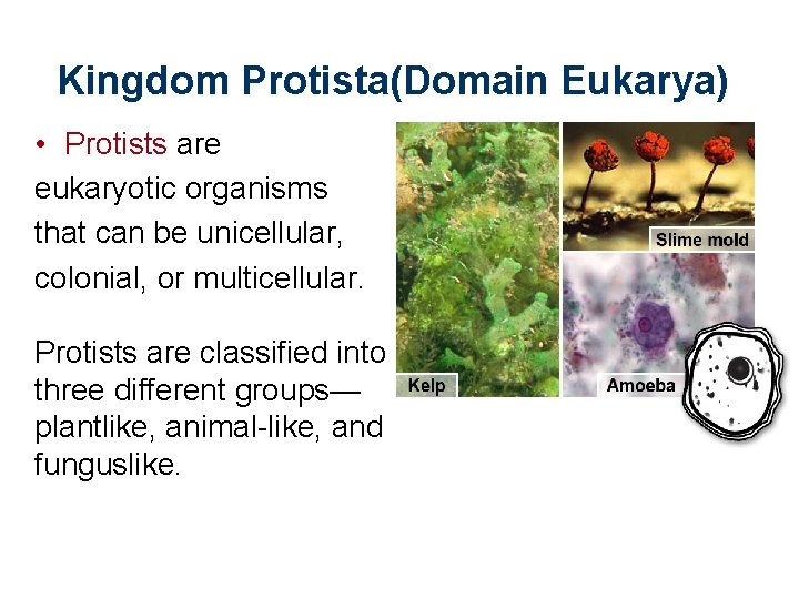 Kingdom Protista(Domain Eukarya) • Protists are eukaryotic organisms that can be unicellular, colonial, or