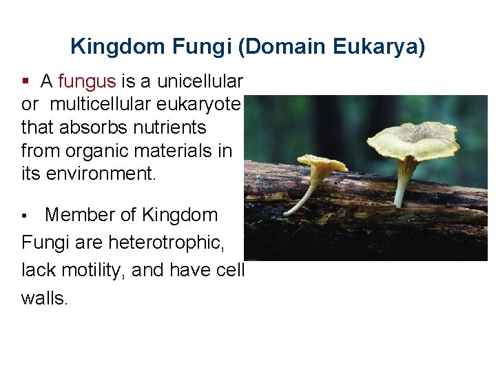 Kingdom Fungi (Domain Eukarya) § A fungus is a unicellular or multicellular eukaryote that