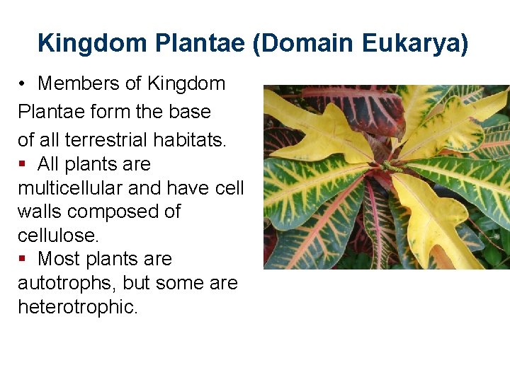 Kingdom Plantae (Domain Eukarya) • Members of Kingdom Plantae form the base of all