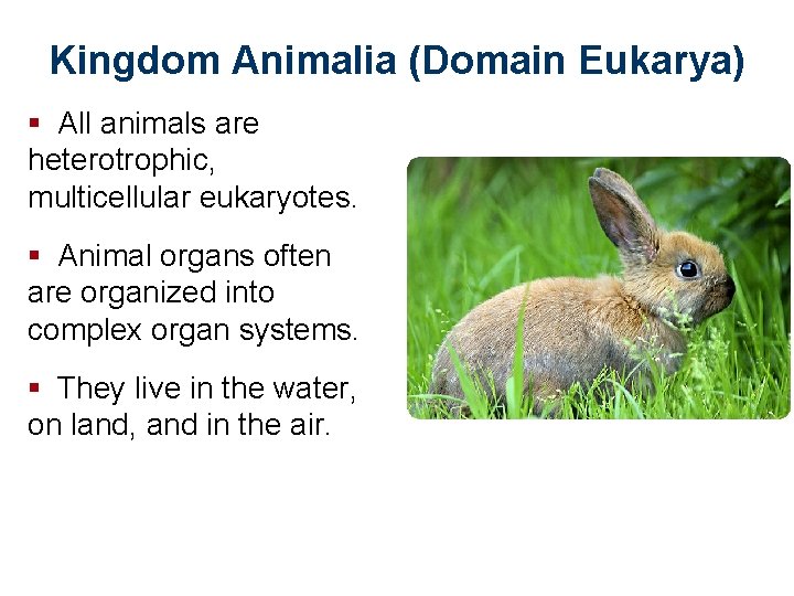 Kingdom Animalia (Domain Eukarya) § All animals are heterotrophic, multicellular eukaryotes. § Animal organs