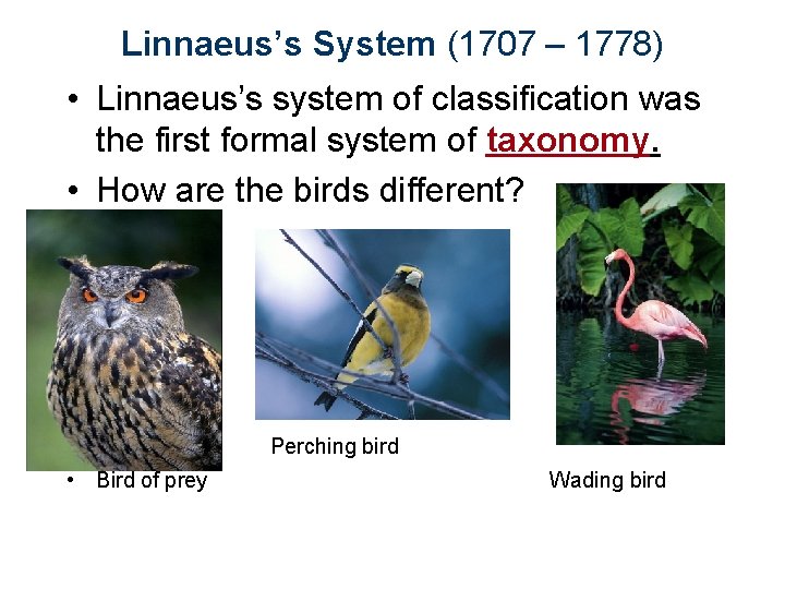 Linnaeus’s System (1707 – 1778) • Linnaeus’s system of classification was the first formal