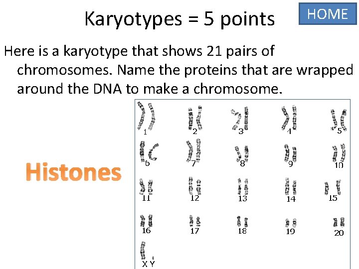 Karyotypes = 5 points HOME Here is a karyotype that shows 21 pairs of
