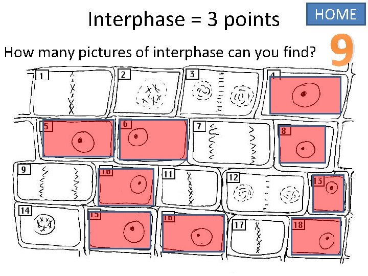 Interphase = 3 points HOME How many pictures of interphase can you find? 9
