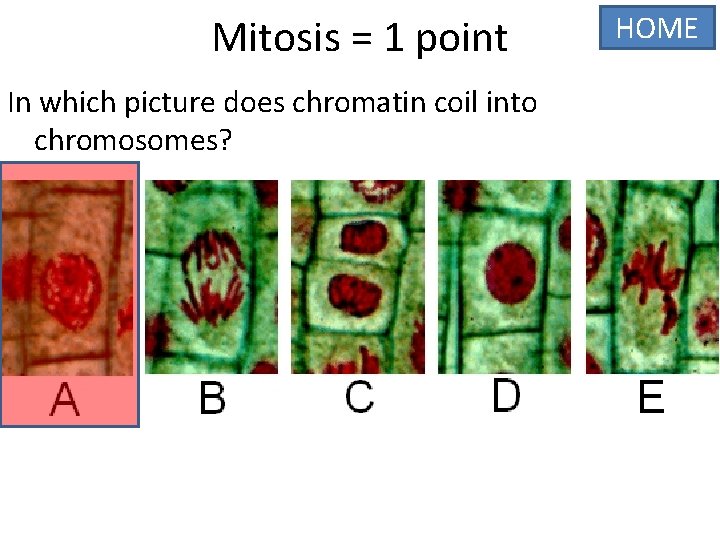 Mitosis = 1 point In which picture does chromatin coil into chromosomes? HOME 