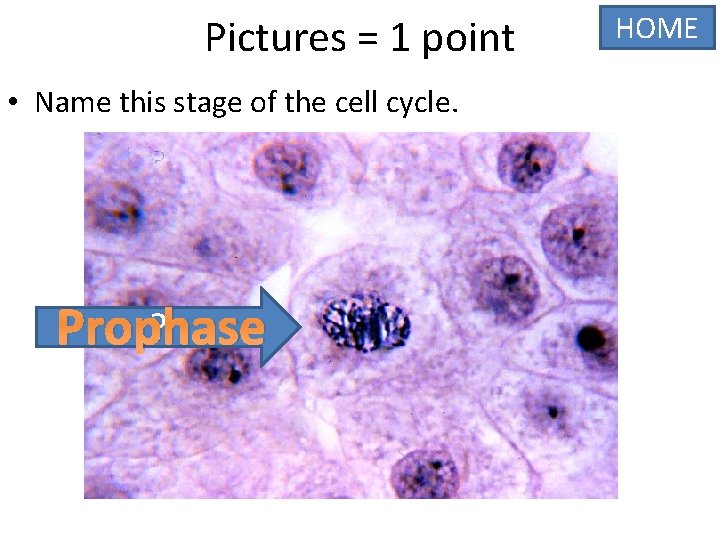 Pictures = 1 point • Name this stage of the cell cycle. ? Prophase