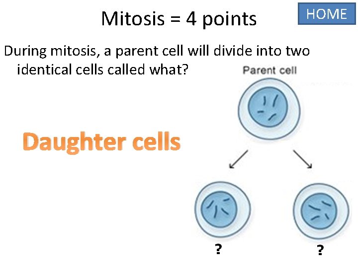 Mitosis = 4 points HOME During mitosis, a parent cell will divide into two