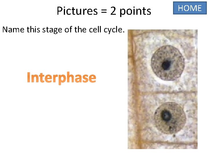 Pictures = 2 points Name this stage of the cell cycle. Interphase HOME 
