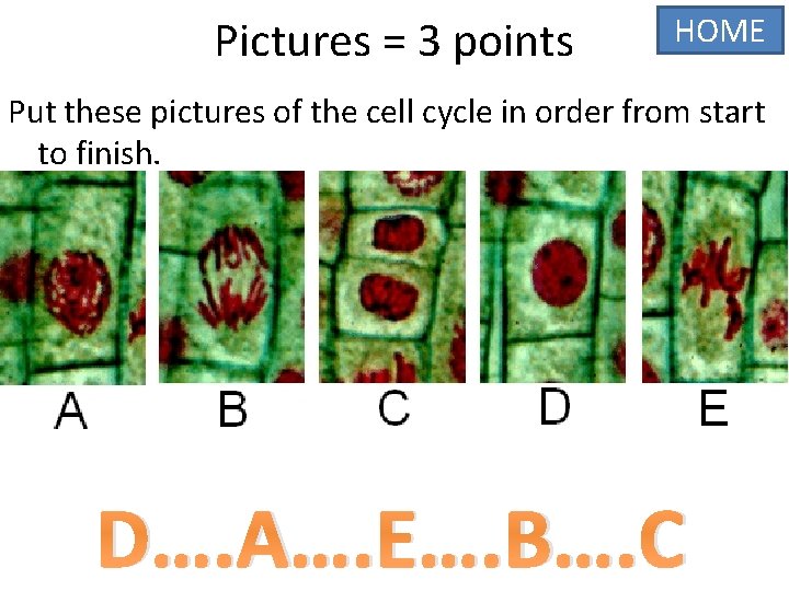 Pictures = 3 points HOME Put these pictures of the cell cycle in order