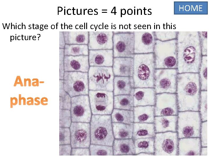 Pictures = 4 points Which stage of the cell cycle is not seen in