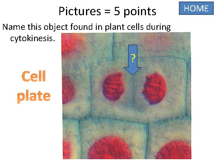 Pictures = 5 points Name this object found in plant cells during cytokinesis. ?