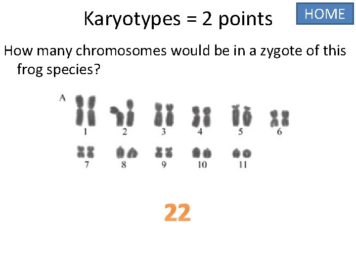 Karyotypes = 2 points HOME How many chromosomes would be in a zygote of