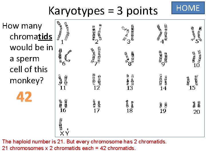 Karyotypes = 3 points How many chromatids would be in a sperm cell of