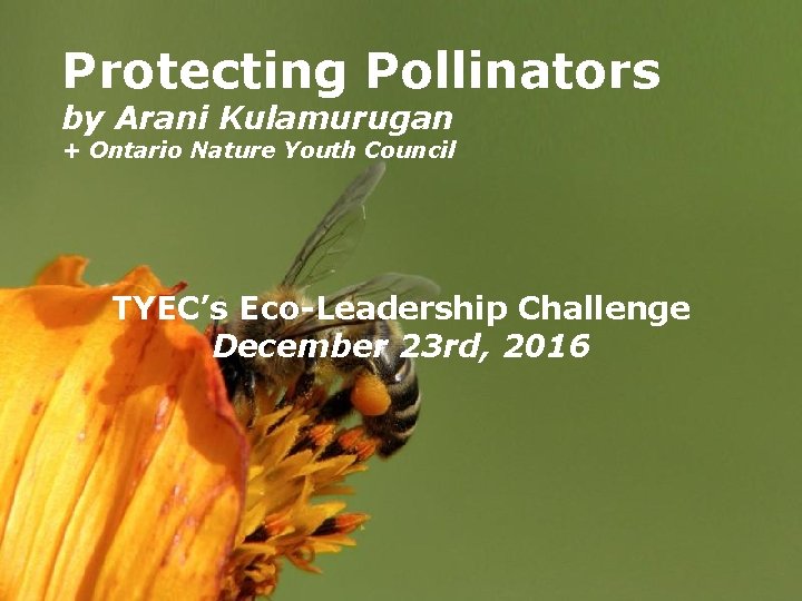 Protecting Pollinators by Arani Kulamurugan + Ontario Nature Youth Council TYEC’s Eco-Leadership Challenge December