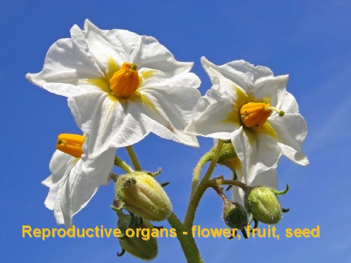 Reproductive organs - flower, fruit, seed 