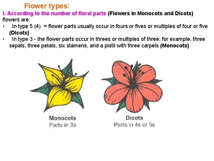 Flower types: I. According to the number of floral parts (Flowers in Monocots and